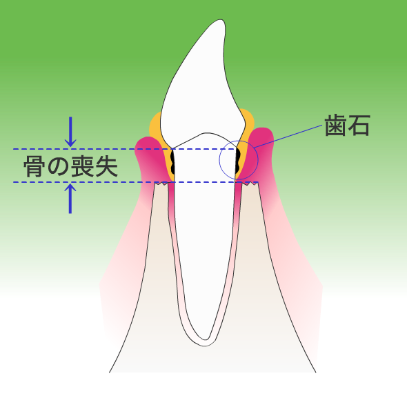 岡田歯科